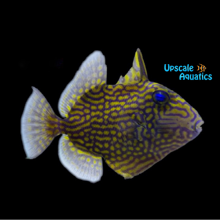 Blueline Trigger (Pseudobalistes fuscus)