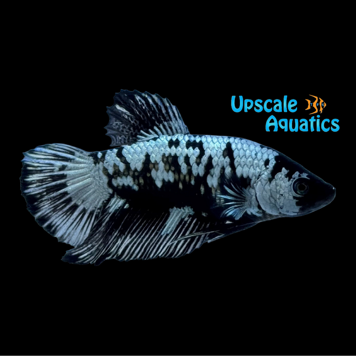 Black Samurai Plakat Betta - Male (Betta splendens)