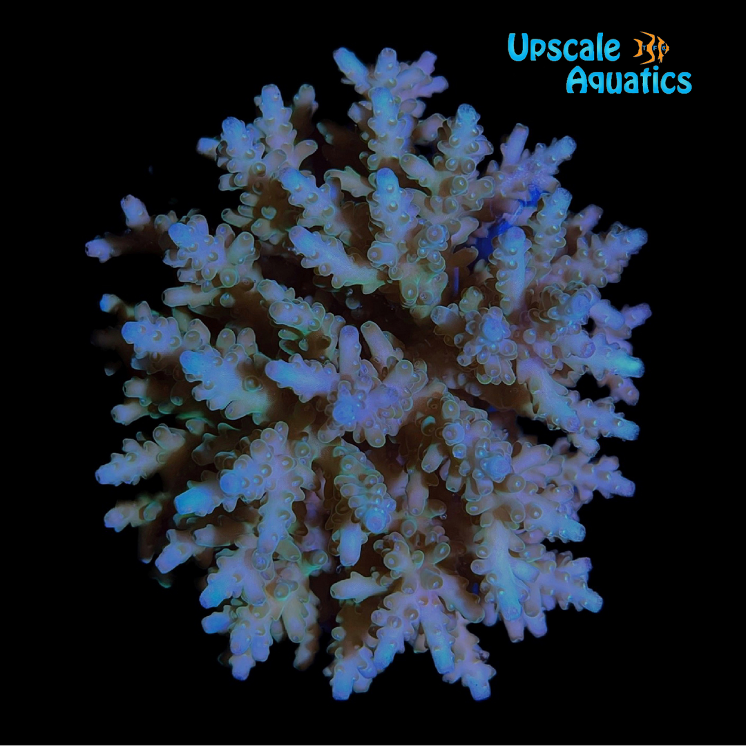 Assorted Ultra Acropora Coral (Acropora sp.)