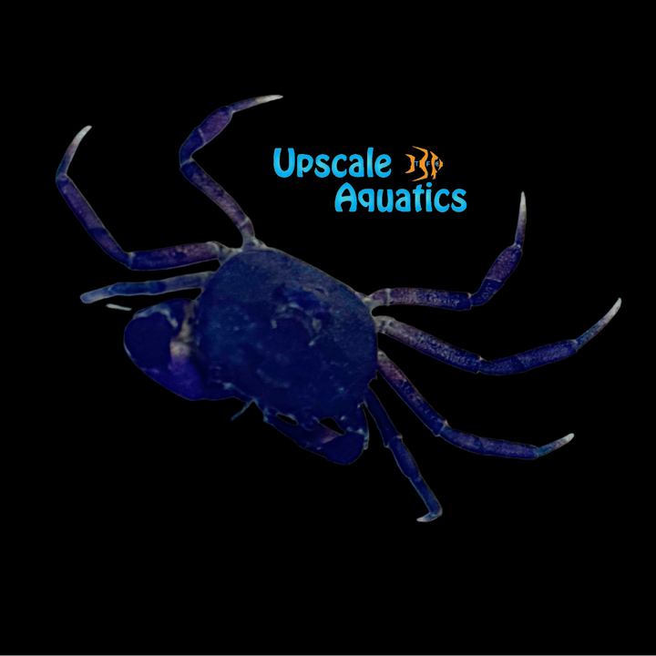Purple South American Aquatic Crab (Trichodactylus sp. Argentina)