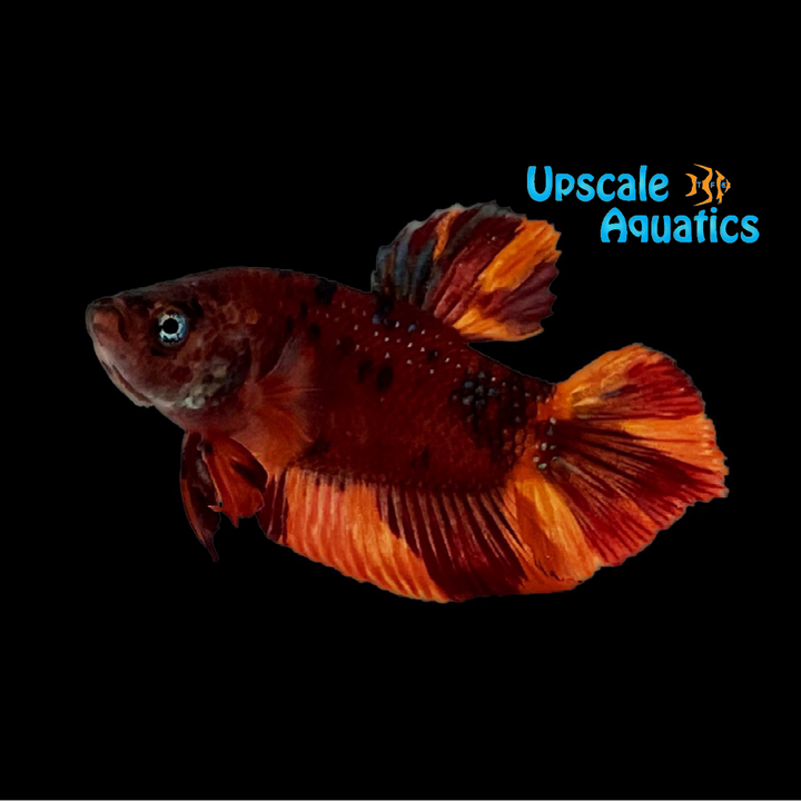 Giant Koi Plakat Betta - Male (Betta splendens)