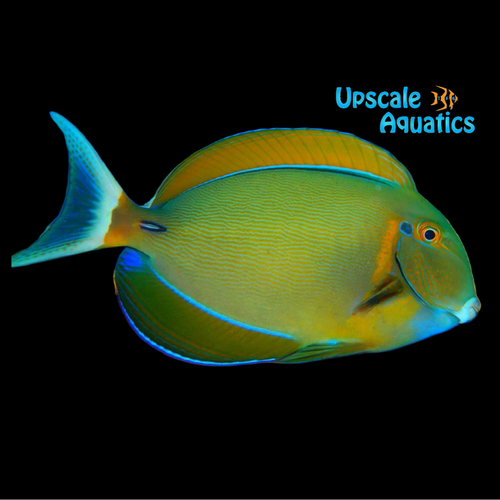 Bariene Tang (Acanthurus bariene)