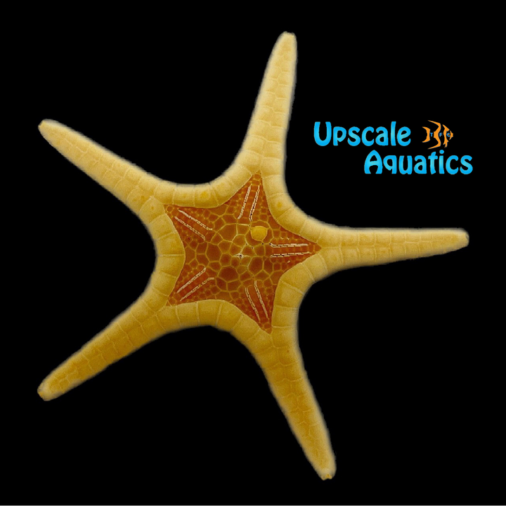 Double Tile Starfish (Iconaster longimanus)