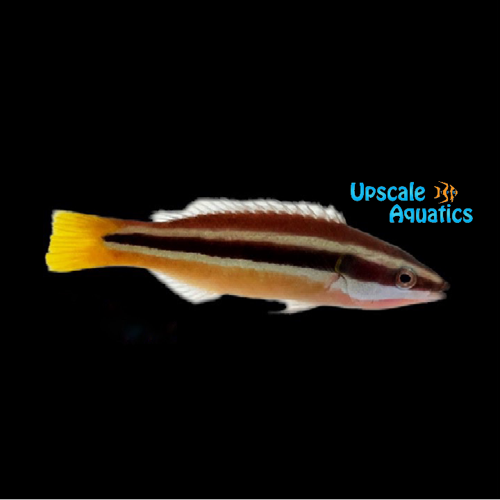 Yellowtail Tubelip Wrasse (Diproctacanthus xanthurus)