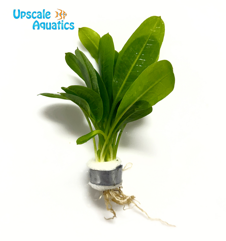 Rosette Sword (Echinodorus parviflorus)