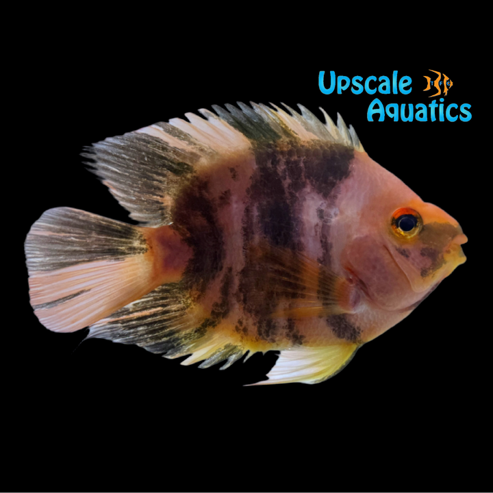 Red Tiger Parrot Cichlid (Cichlasoma x)