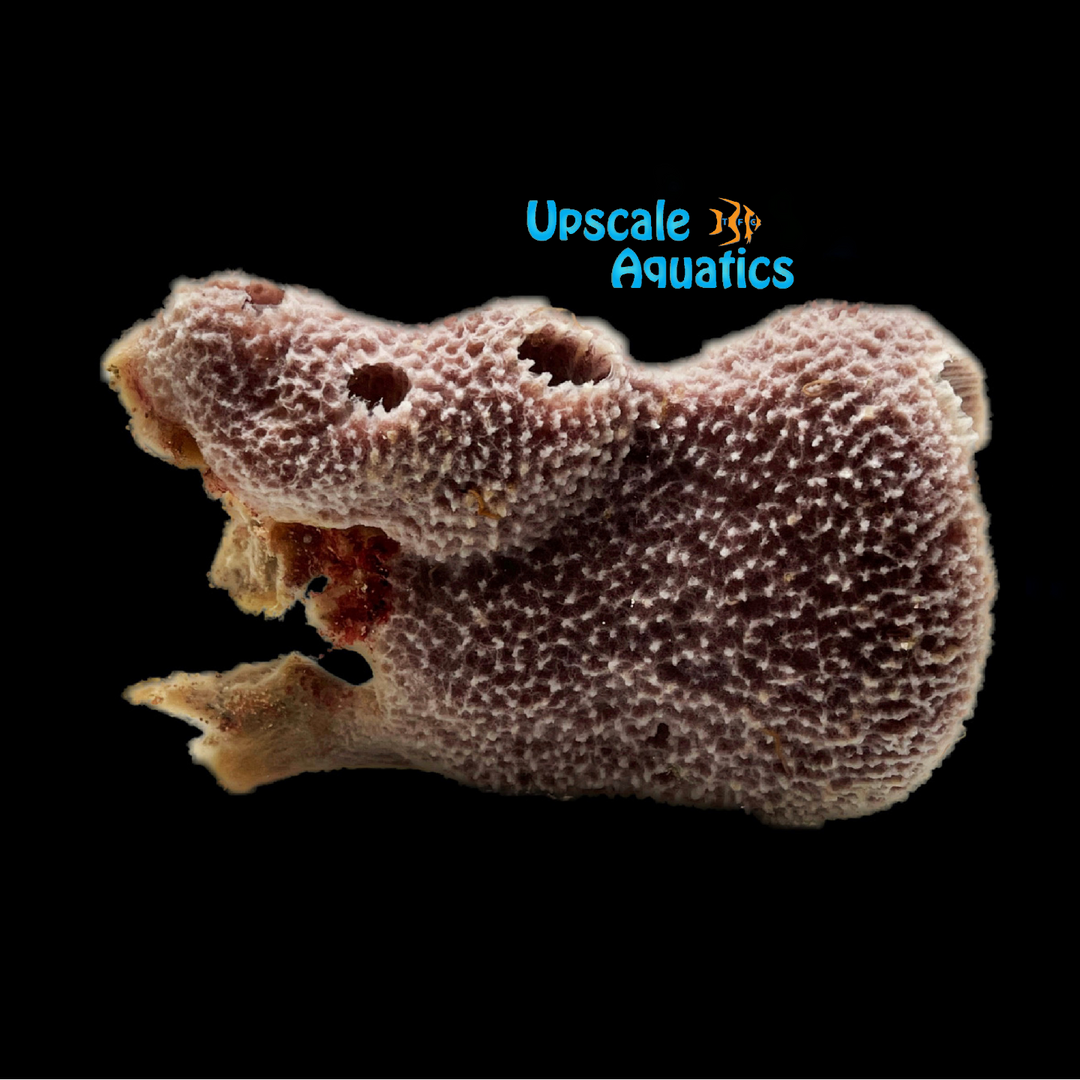 Purple Tube Sponge (Aplysina sp.)