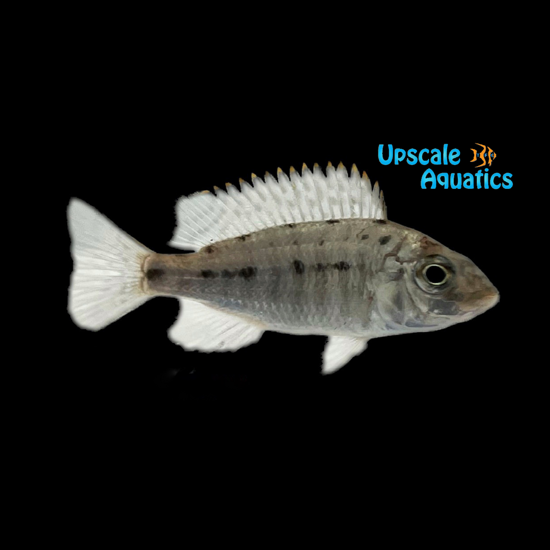 Ornate Hap Cichlid (Protomelas ornatus Masinje)