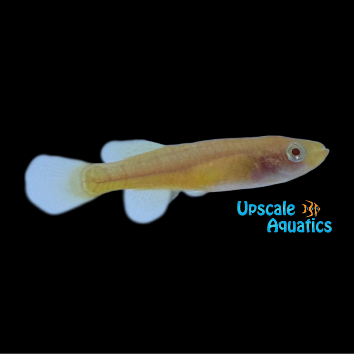 Albino Gardner's Killifish (Fundulopanchax gardneri albino)