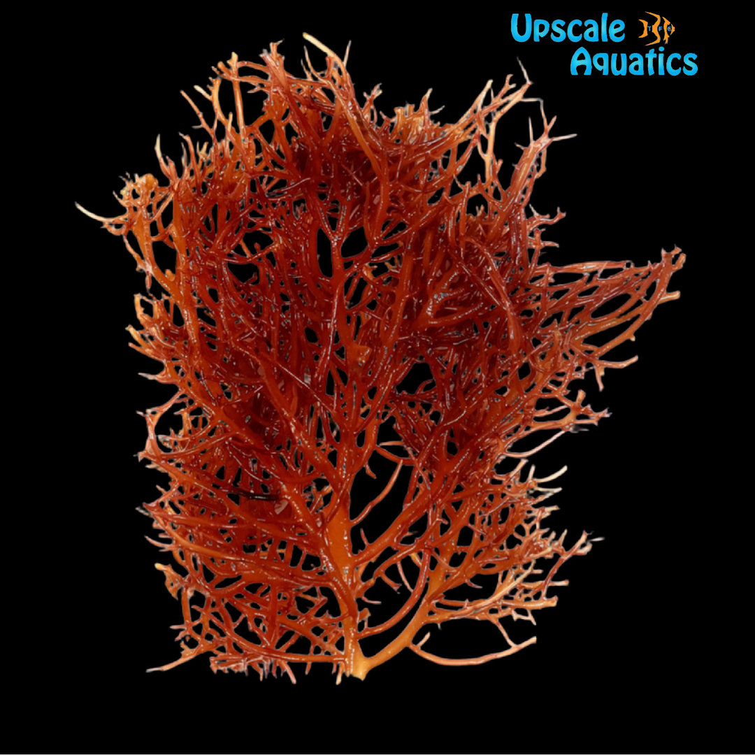 Red Agar Macroalgae (Agardhiella subulata)