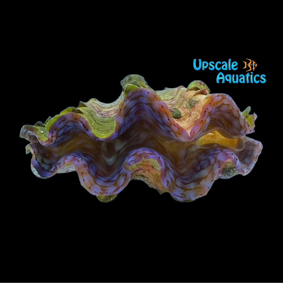 Blue Squamosa Clam - Aquacultured (Tridacna squamosa)