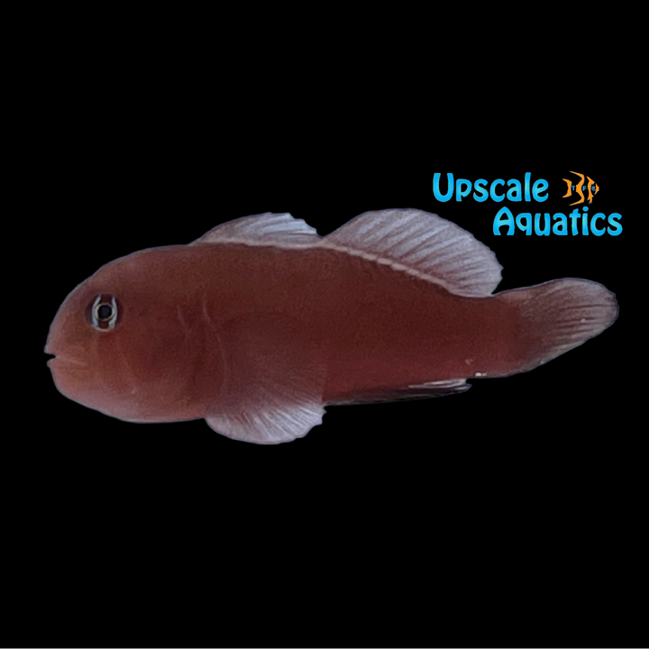 Two Lined Coral Goby (Gobiodon bilineatus)