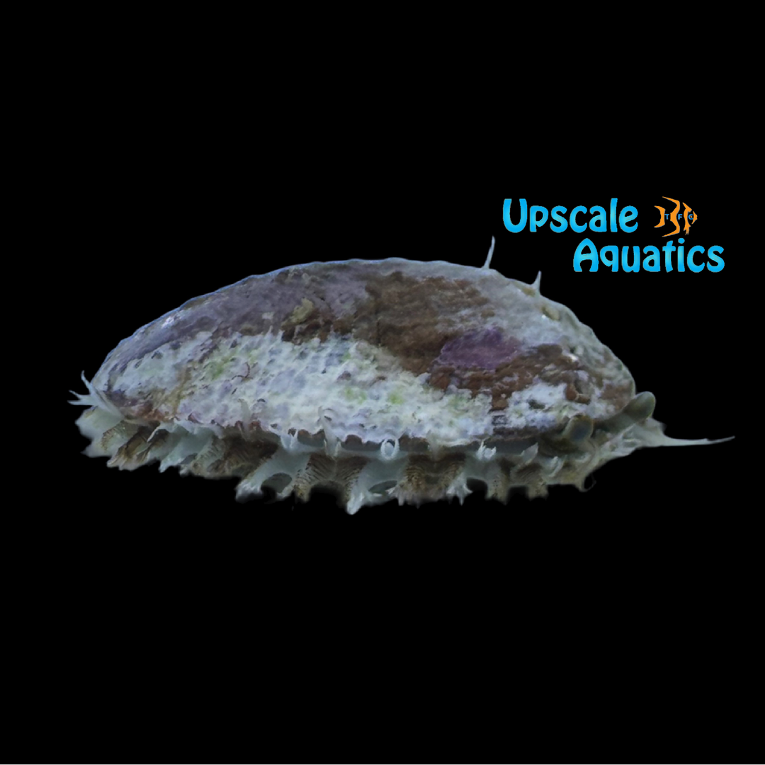 Melanesian Abalone (Haliotis sp.)