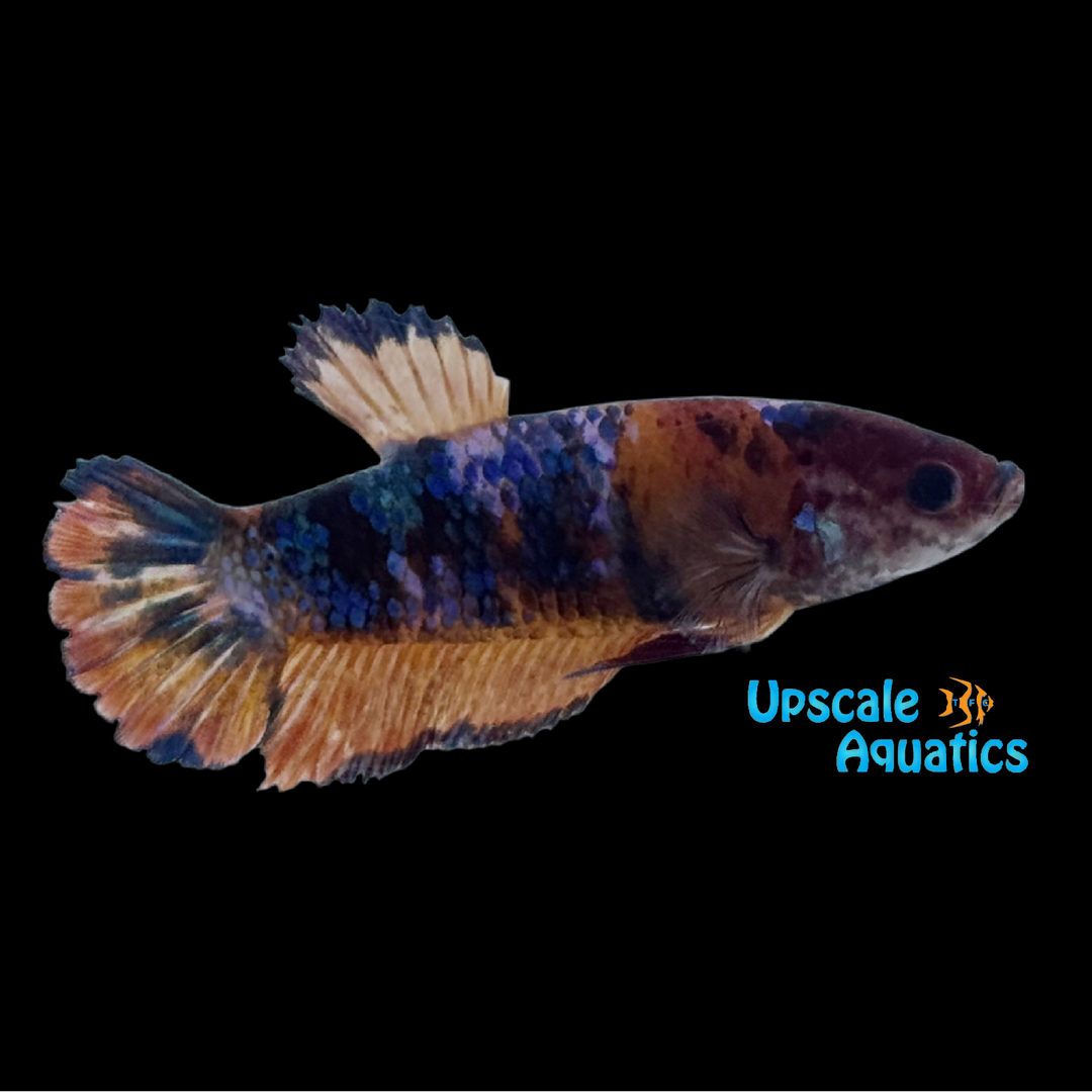Giant Koi Plakat Betta - Female (Betta splendens)