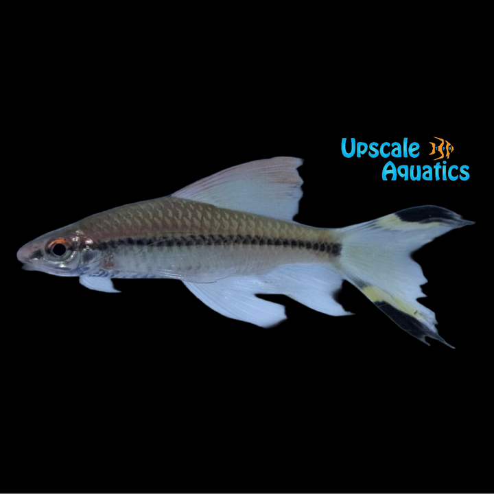 Longfin Roseline Shark (Sahyadria denisonii)