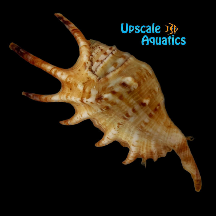 Spider Conch (Lambis lambis)