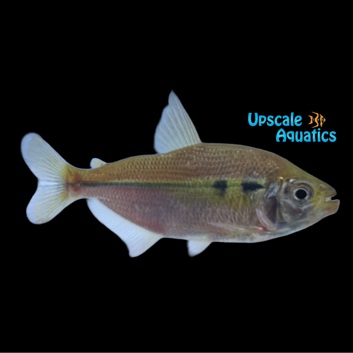 Yellow Flash Tetra (Jupiaba anteroides)