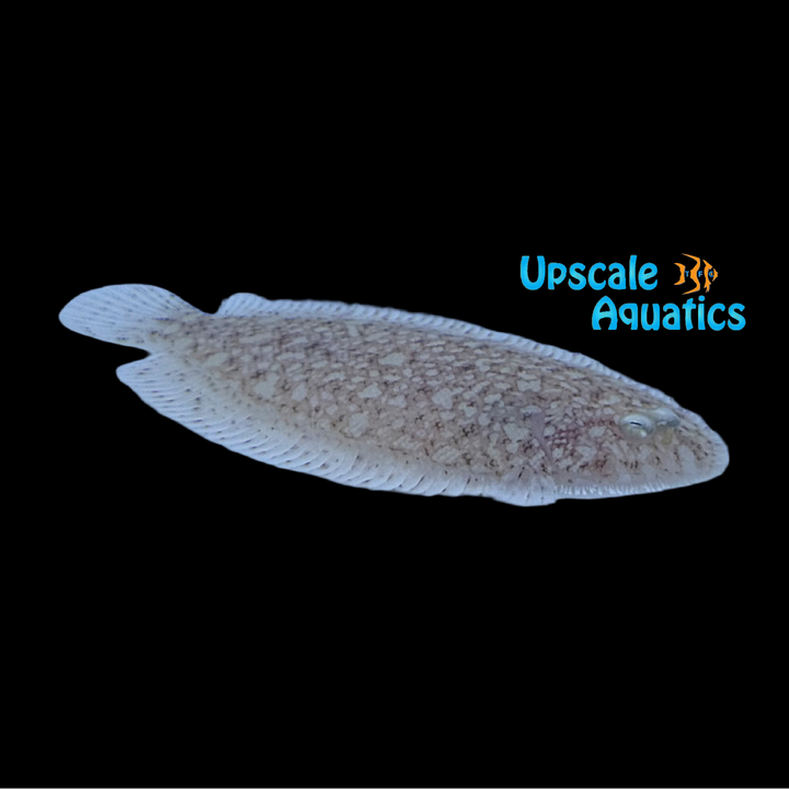 Dwarf Flounder (Aseraggodes xenicus)