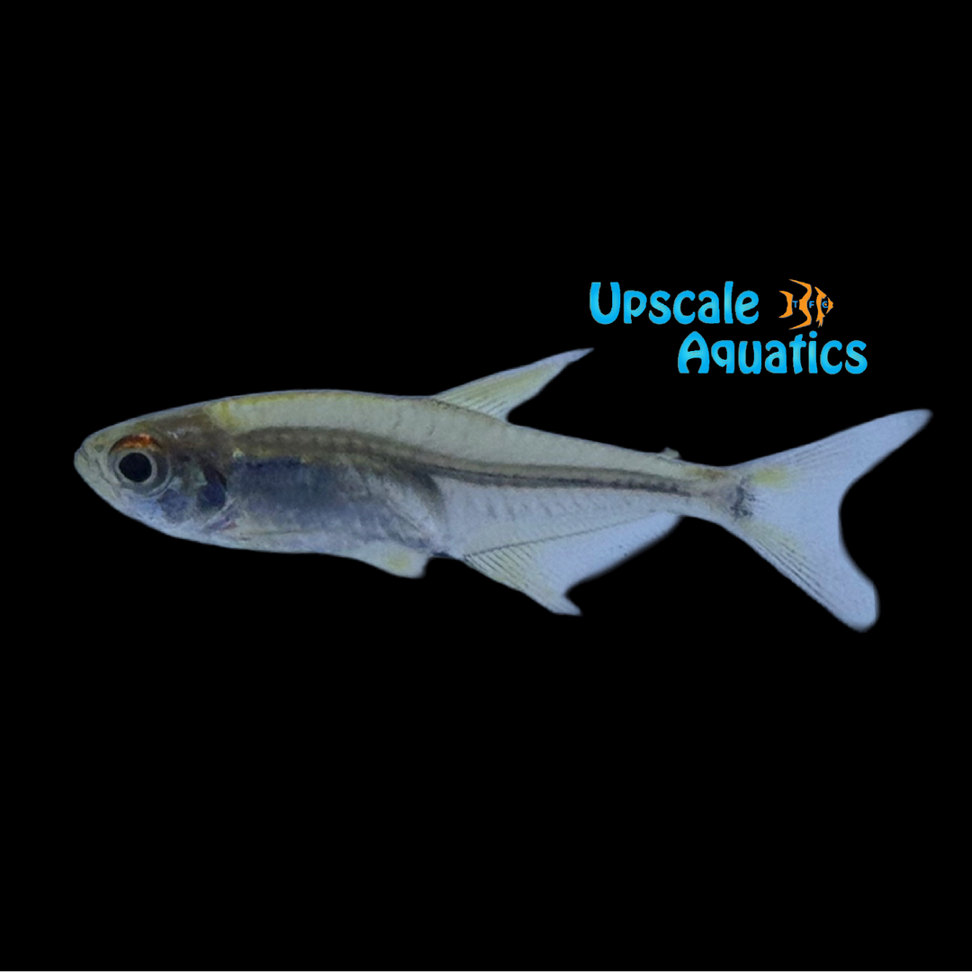 Luelingi Red Eye Tetra (Hemigrammus luelingi)