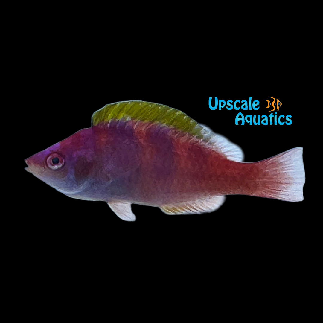 Yellow Fin Fairy Wrasse (Cirrhilabrus flavidorsalis)