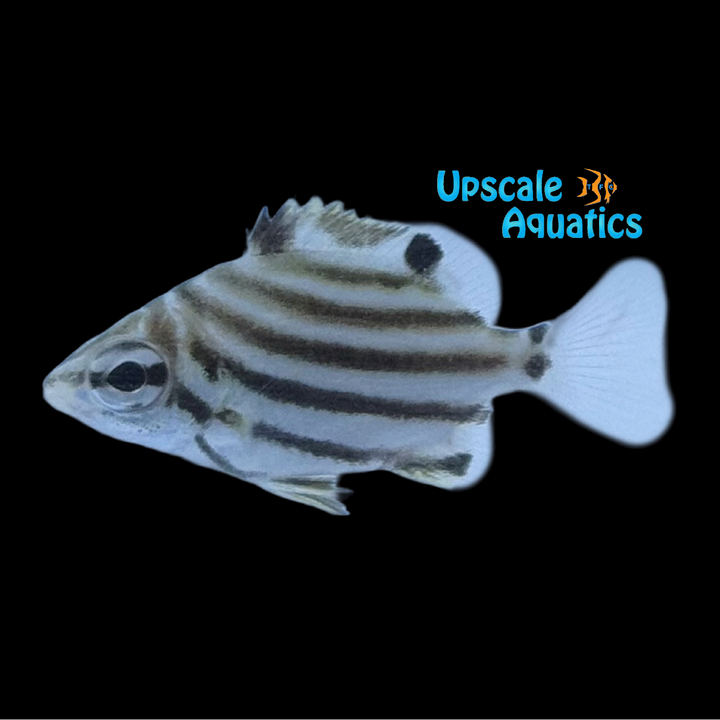 Australian Stripey (Microcanthus strigatus)
