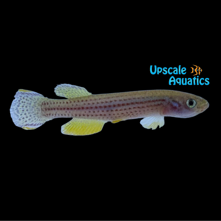 Meinken's Lyretail Killifish (Fundulopanchax oeseri)