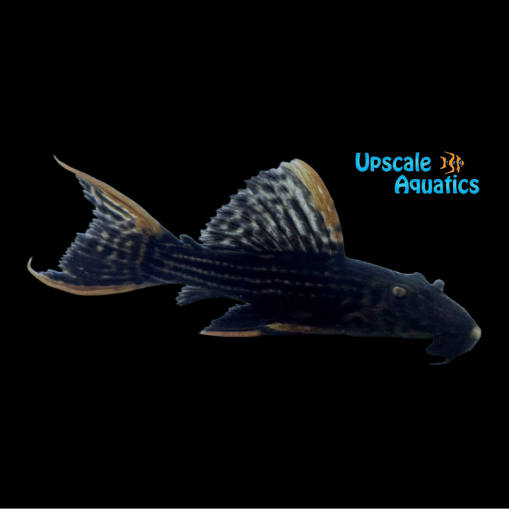 Scarlet Cactus Pleco L025 7 Pointer (Pseudacanthicus pirarara)