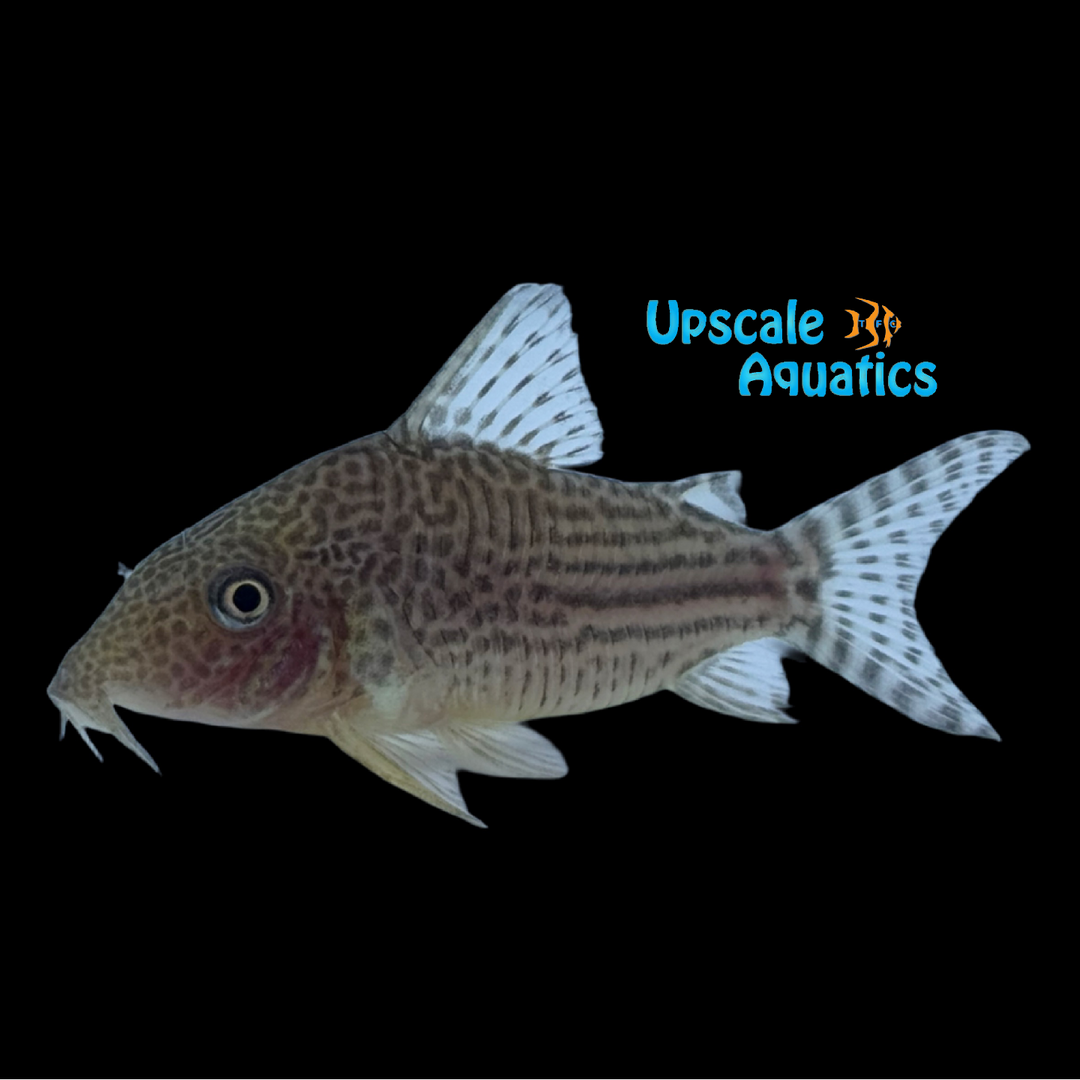 Mosaic Cory (Brochis haraldschultzi)