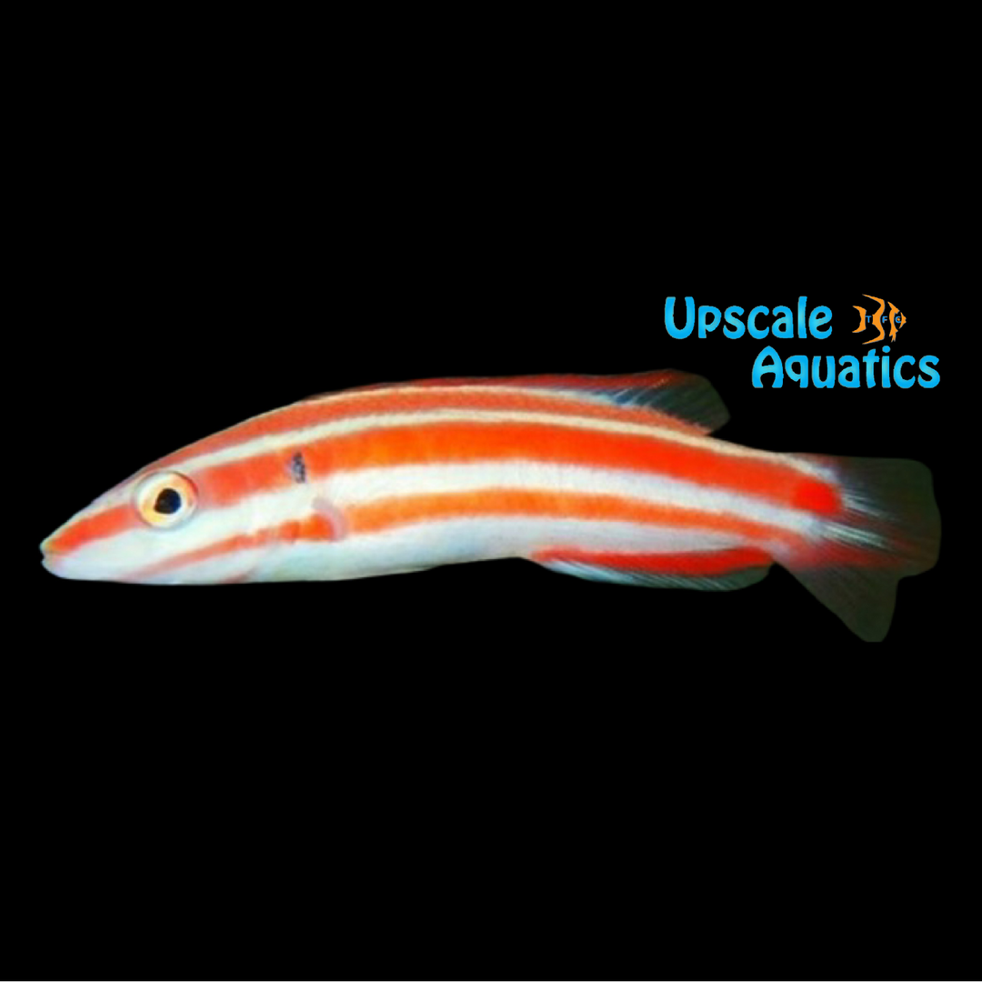 Marshall Island Hogfish (Bodianus neopercularis)