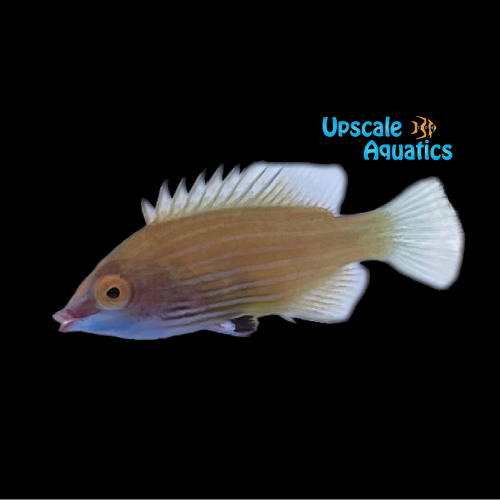 Cryptic Sixline Wrasse (Pseudocheilinops ataenia)