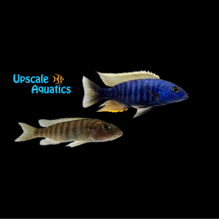 Electric Blue Hap (Sciaenochromis fryeri) - Pair