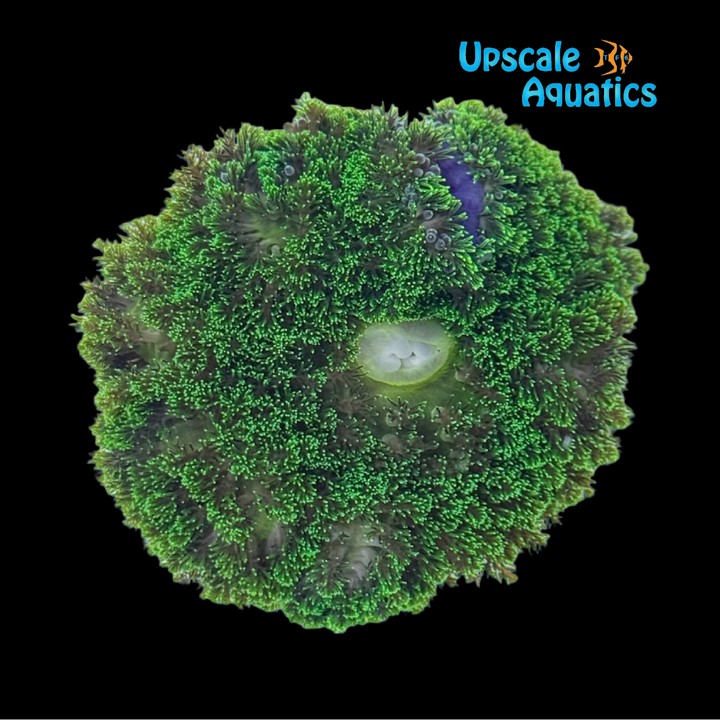 Tongan Frilly Carpet Anemone (Stichodactyla sp. hemprich)