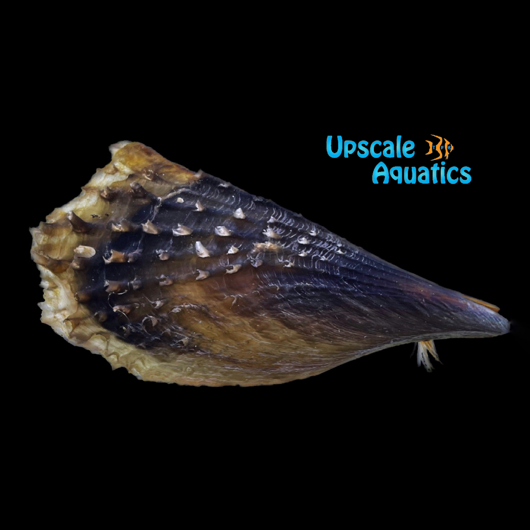 Penshell Oyster (Pinna carnea)