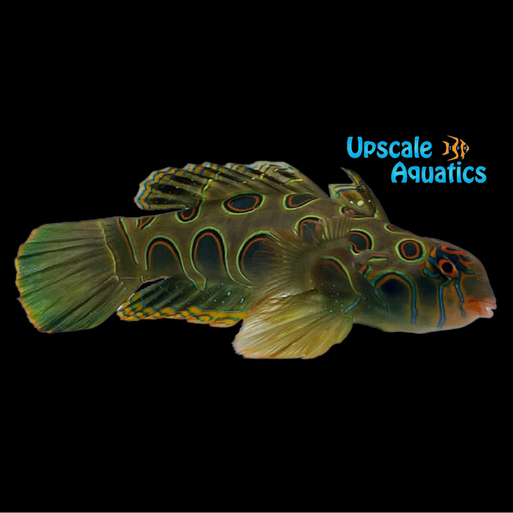 Target Mandarin (Synchiropus picturatus)