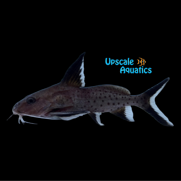 Synodontis Granulosus