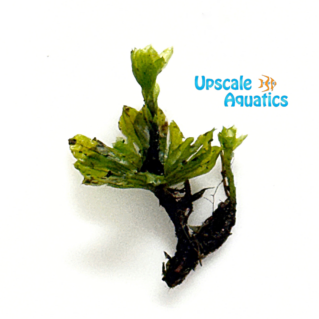 Umbrella Moss (Rhodobryum giganteum)