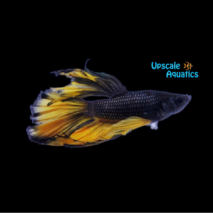 Black Mustard Gas Halfmoon Betta - Male (Betta splendens)