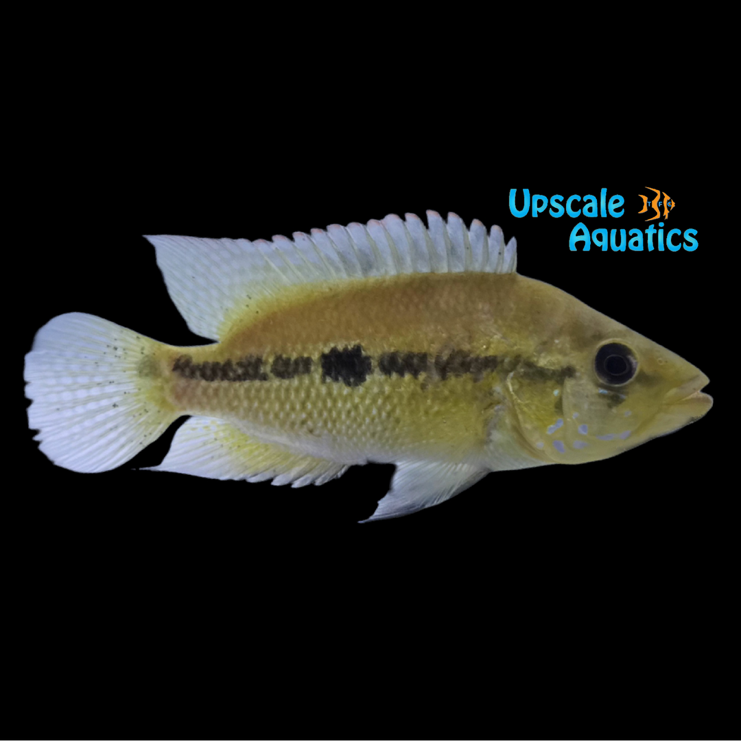 Umbee Cichlid 'Rio Magdalena' (Kronoheros umbriferus)