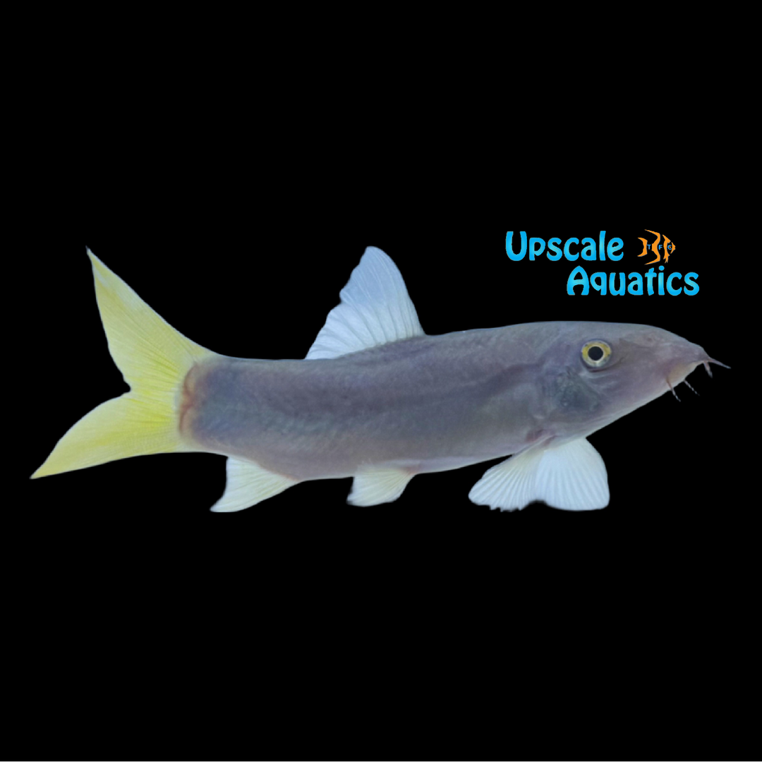 Yellowtail Blue Loach (Yasuhikotakia modesta)