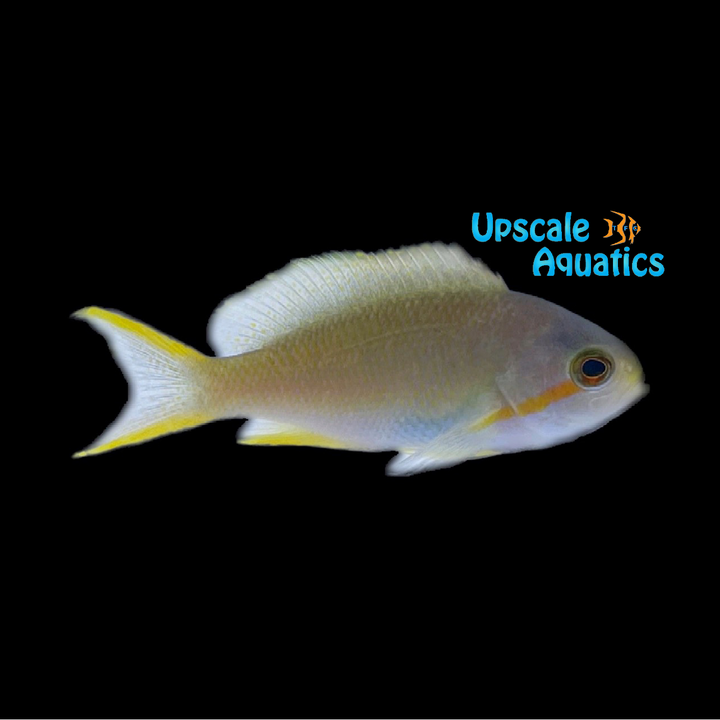Huchtii Anthias (Pseudanthias huchtii)