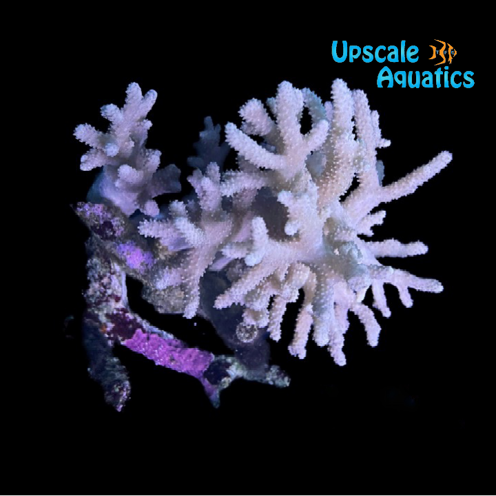 Mushroom Finger Leather Coral (Sinularia sp.)