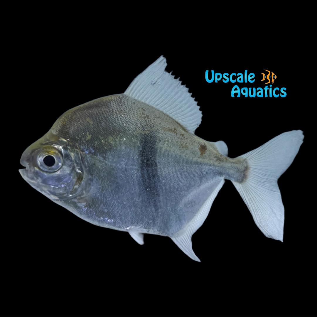 Thick Bar Blue Hook Silver Dollar (Myloplus aylan) – Upscale Aquatics