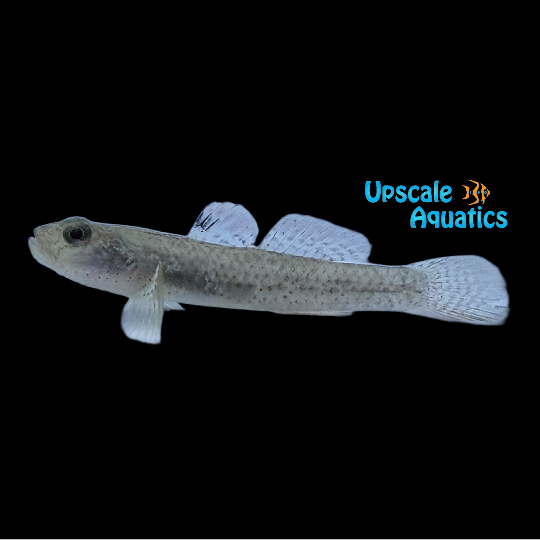 Red Spotted Goby (Rhinogobius rubromaculatus)