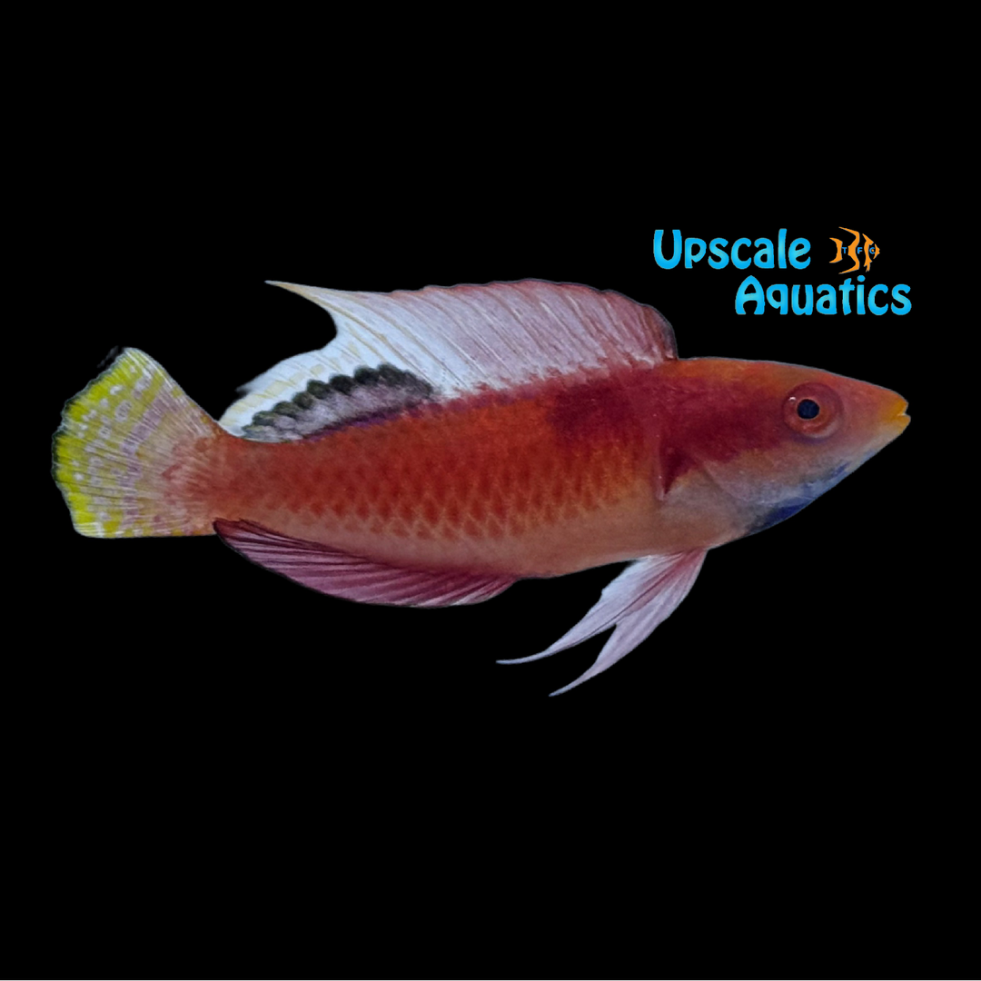 Tono's Fairy Wrasse (Cirrhilabrus tonozukai)