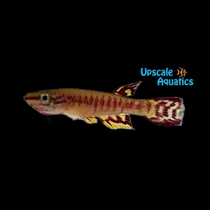 Jewel Killifish (Aphyosemion exiguum)