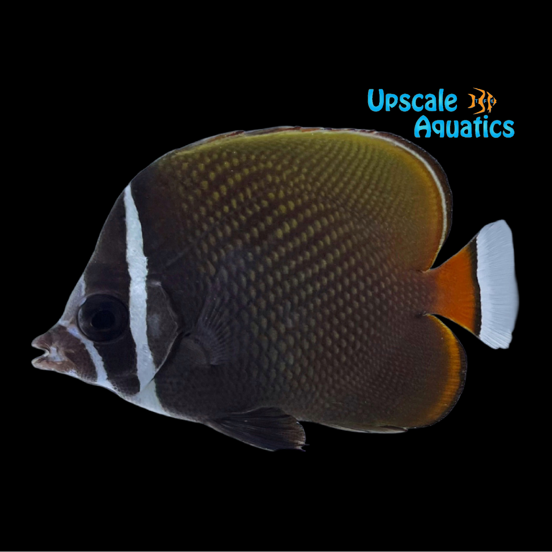 Pakistan Butterflyfish (Chaetodon collare)