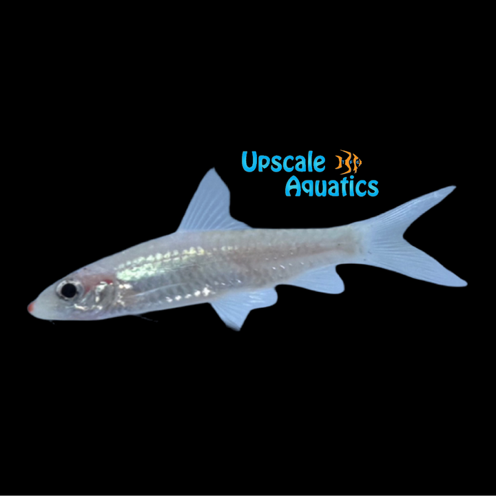 Platinum Roseline Shark / Platinum Denison Barb (Sahyadria denisonii)