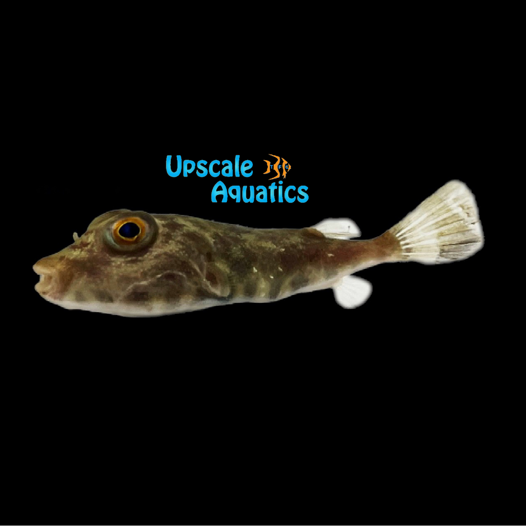 Longnose Puffer (Sphoeroides lobatus)