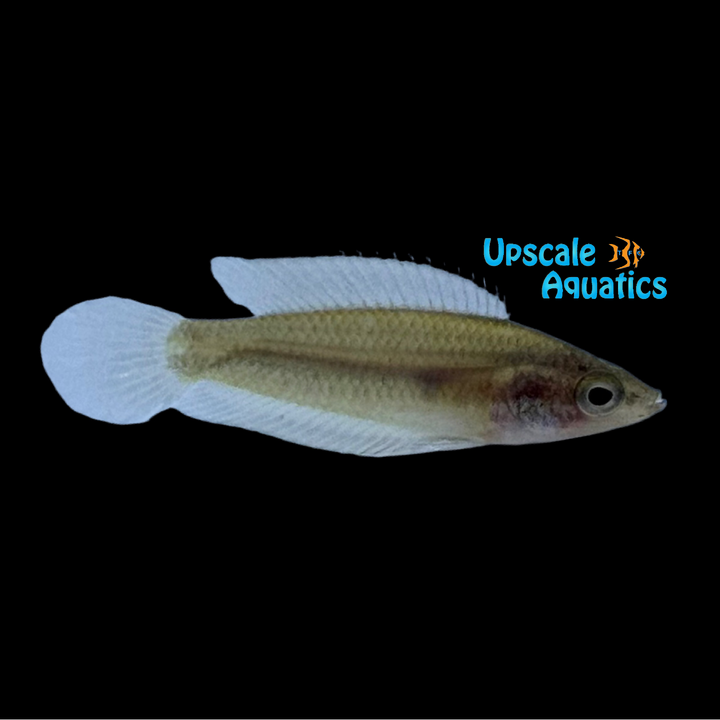 Swamp Licorice Gourami (Parosphromenus paludicola)