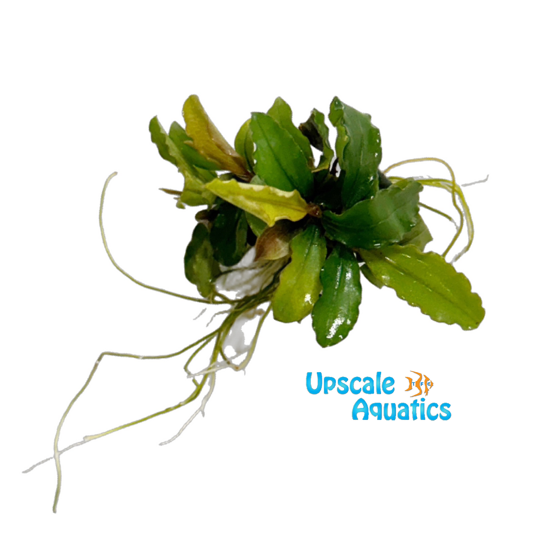 Maestro Blue Buce (Bucephalandra maestro blue)